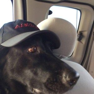 Meet your Posher, Harvey